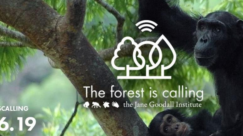 Una coalizione internazionale guidata da Jane Goodall e dai Jane Goodall Institute locali, che si è estesa a ONG, aziende e cittadini, sta attirando l attenzione e promuovendo azioni concrete