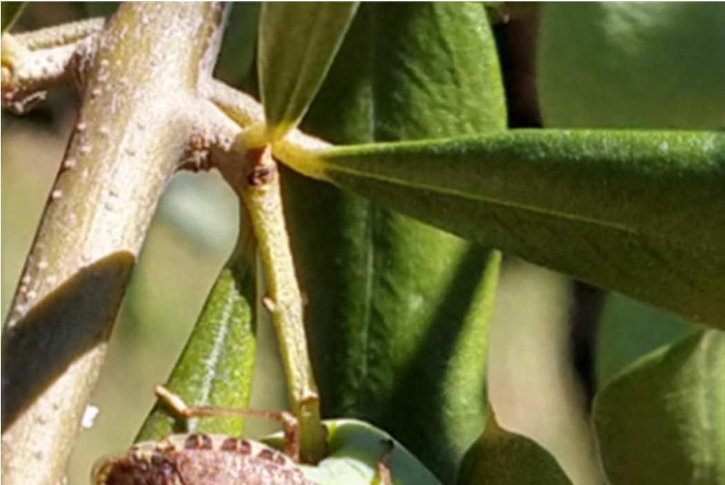 FENOLOGIA La varietà Bianchera nelle zone monitorate si trova nella fase fenologica di secondo accrescimento del frutto.