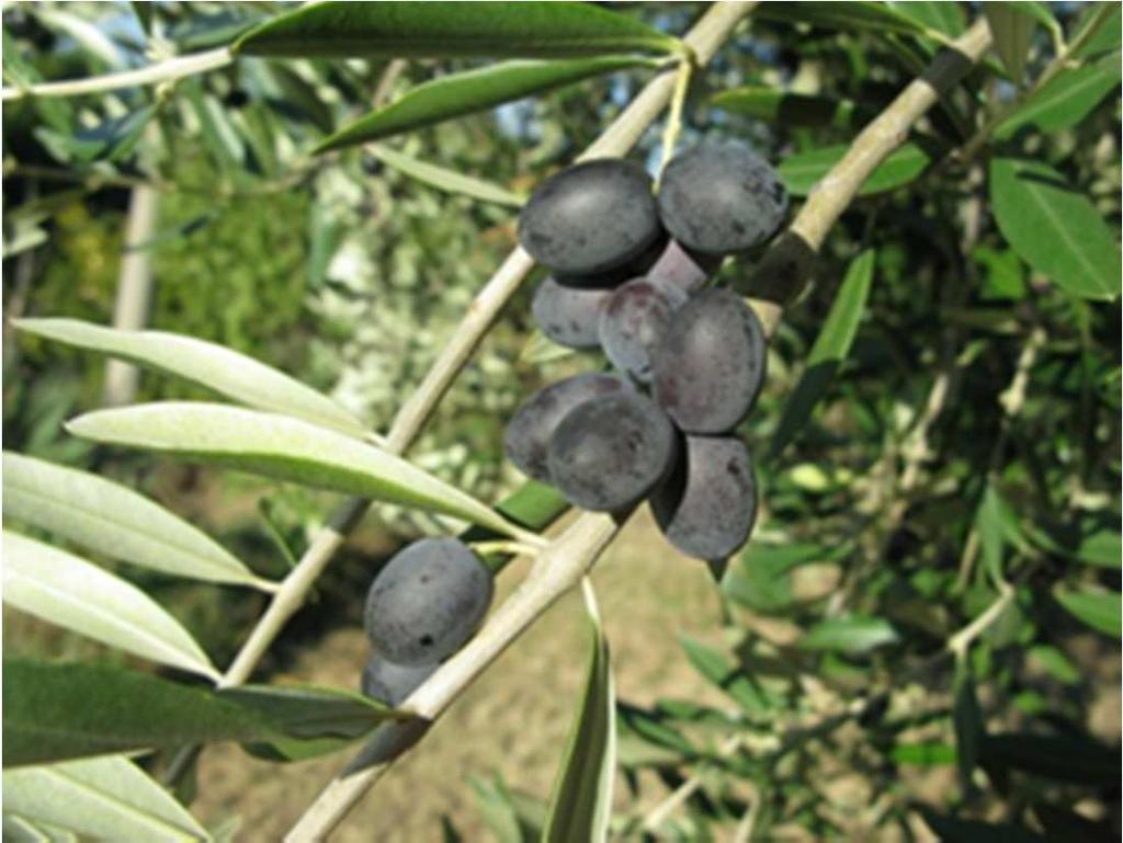 Attualmente non esistono insetticidi registrati contro cimice asiatica su olivo che comunque non risulterebbero risolutivi, vista la pressione dell insetto, la velocità con cui si sposta e la sua