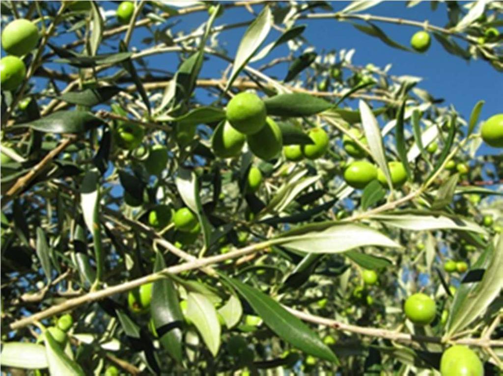 Risulta quindi determinante prevenire l ovideposizione nell oliveto con prodotti repellenti. Tra i repellenti si è dimostrato efficace il caolino/zeolite abbinato eventualmente ad un adesivante.