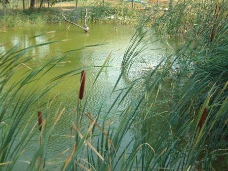 stagnanti stagni, paludi, laghi, si raccolgono in avvallamenti del terreno non comunicanti