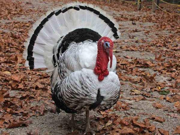 Ermellinato di Rovigo AVICOLI TACCHINO Comune Bronzato AVICOLI OCA Padovana (*) Gli animali devono