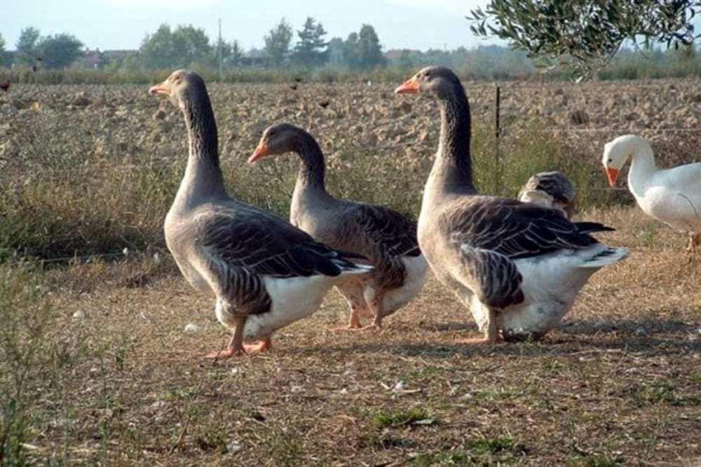 Razze bovine: Rendena: libro genealogico (LG) tenuto presso l Associazione nazionale bovini di razza