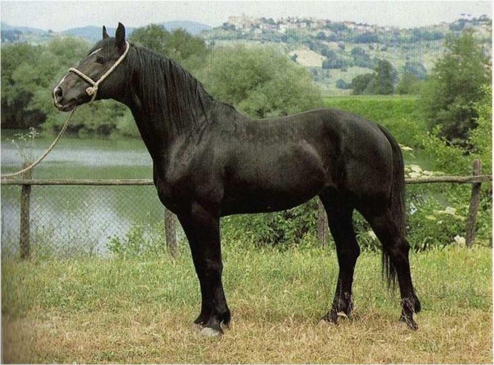 Cavallo