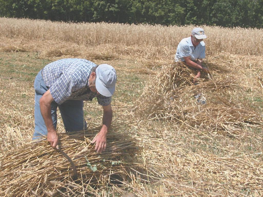 COSTRUZIONE DELLE FILIERE INTERSETTORIALI INIZIATIVE A REGIA GAL COFINANZIATE DALLA COMUNITA MONTANA DELLE ALPI DEL MARE e DAI COMUNI DELL AREA Bando Filiere a favore delle aziende agricole, delle