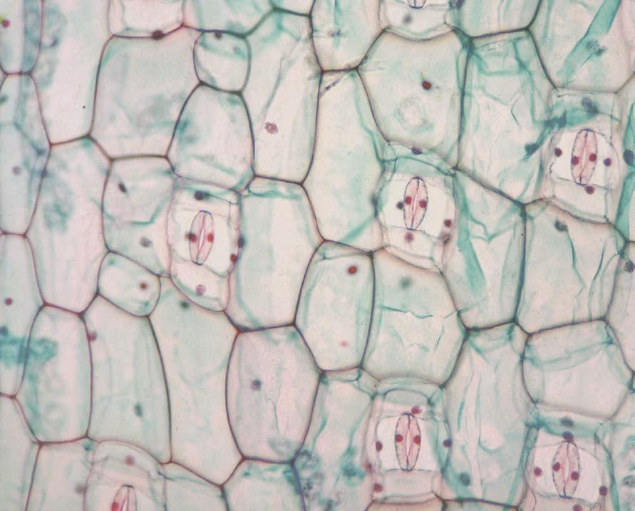 possibile scegliere due tipi di set per contrasto di fase con condensatore A.N. 1.25 e lamine di fase con rispettivi obiettivi di fase.