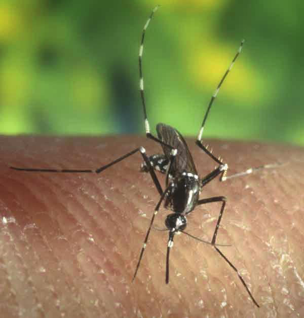 CONOSCERLA 1 IDENTIKIT Nome scientifico: Aedes albopictus. Dimensioni: lunghezza 5-8 mm, solitamente un po più piccola della zanzara comune.