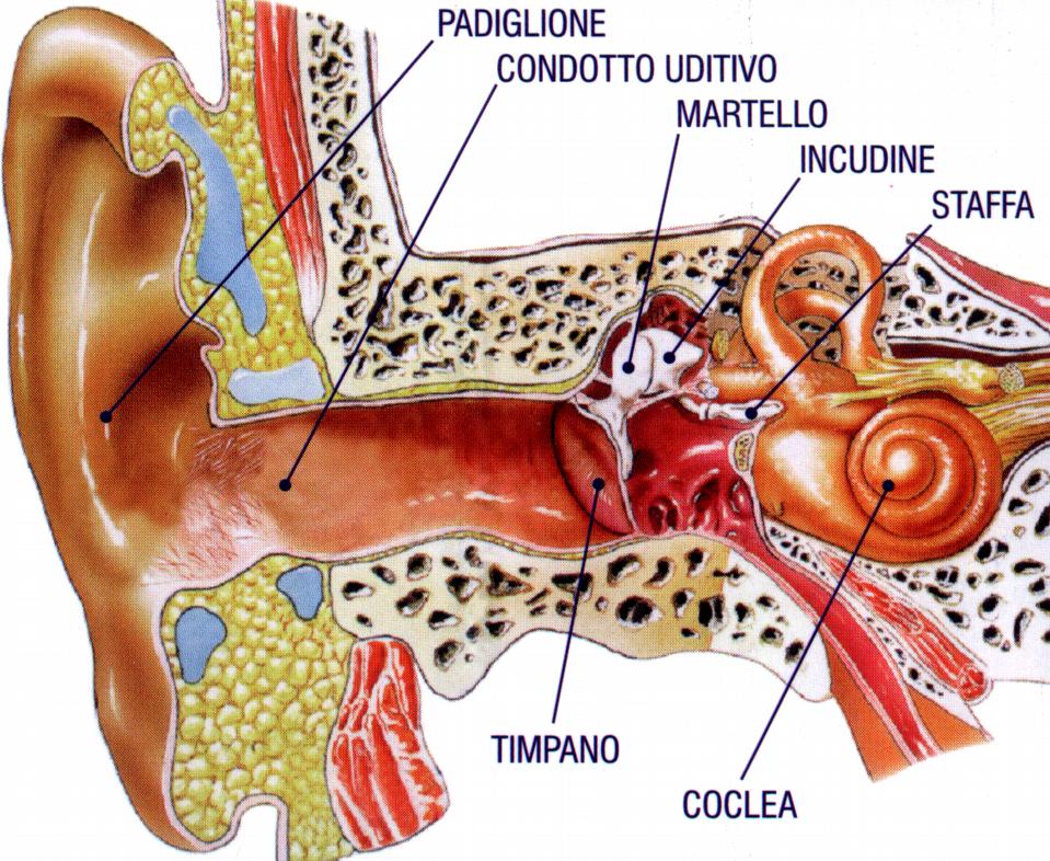 L orecchio esterno e l orecchio medio hanno la motivo l'ipoacusia che ne consegue viene definita funzione di trasmettere il suono; infatti le onde "trasmissiva".