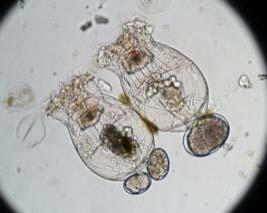 Endpoint (E) Soglia (%) Esposizione (T) Matrice (M) Acartia tonsa Sviluppo larvale 20 Cronica sub let.