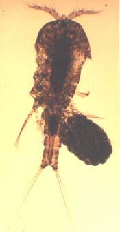 Mortalità 15 Acuta a, d Crassostrea gigas Sviluppo larvale 15 Cronica sub let. c unaliella tertiolecta Crescita algale 10 Cronica sub let.