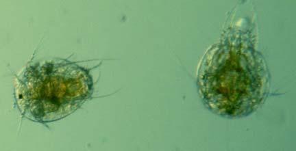 b, c Paracentrotus lividus Fecondazione 15 Acuta b, c Sviluppo larvale 15 Cronica b, c Phaeodactylum tricornutum Crescita algale 10 Cronica b, c