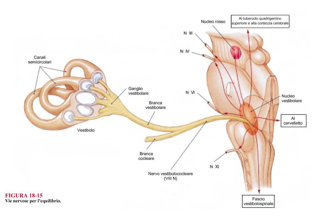 Le fibre del nervo vestibolare terminano per la maggior parte nei nuclei vestibolari, una parte va al cervelletto Dai nuclei vestibolari parte una via ascendente, prevalentemente crociata, diretta