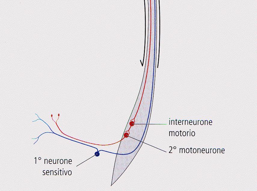 corteccia cerebrale e