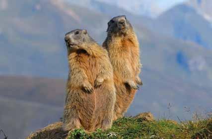 gestione fondi avevano denunciato danni da marmotta, e questi danni erano stati confermati dall autorità forestale, e le normali aree principali di distribuzione della specie.