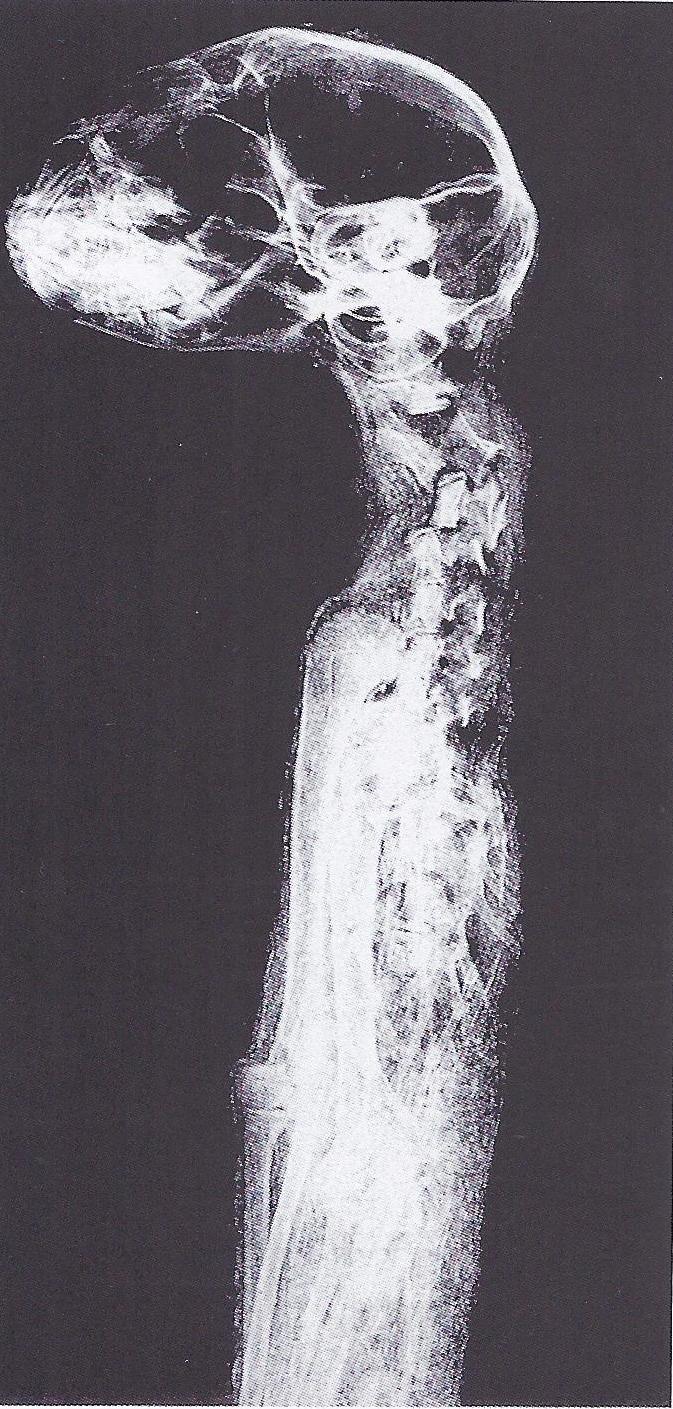 Figure 3 e 4. Esempi di radiografie su una mummia di gatto che mostra la dislocazione della vertebra cervicale, probabile causa della morte dell'animale. Foto tratta da J.