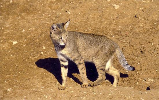 I.1 L antenato del gatto. Analisi e diversificazione delle razze in età antica. Il gatto, da un punto di vista zoologico, è un mammifero carnivoro della famiglia dei felidi.