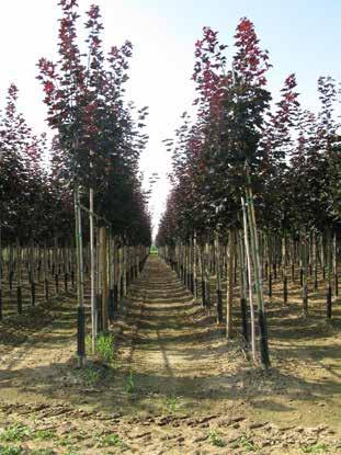 Populus Italica Pyramidalis