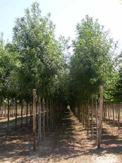 18,00 24,00 22,00 Prunus