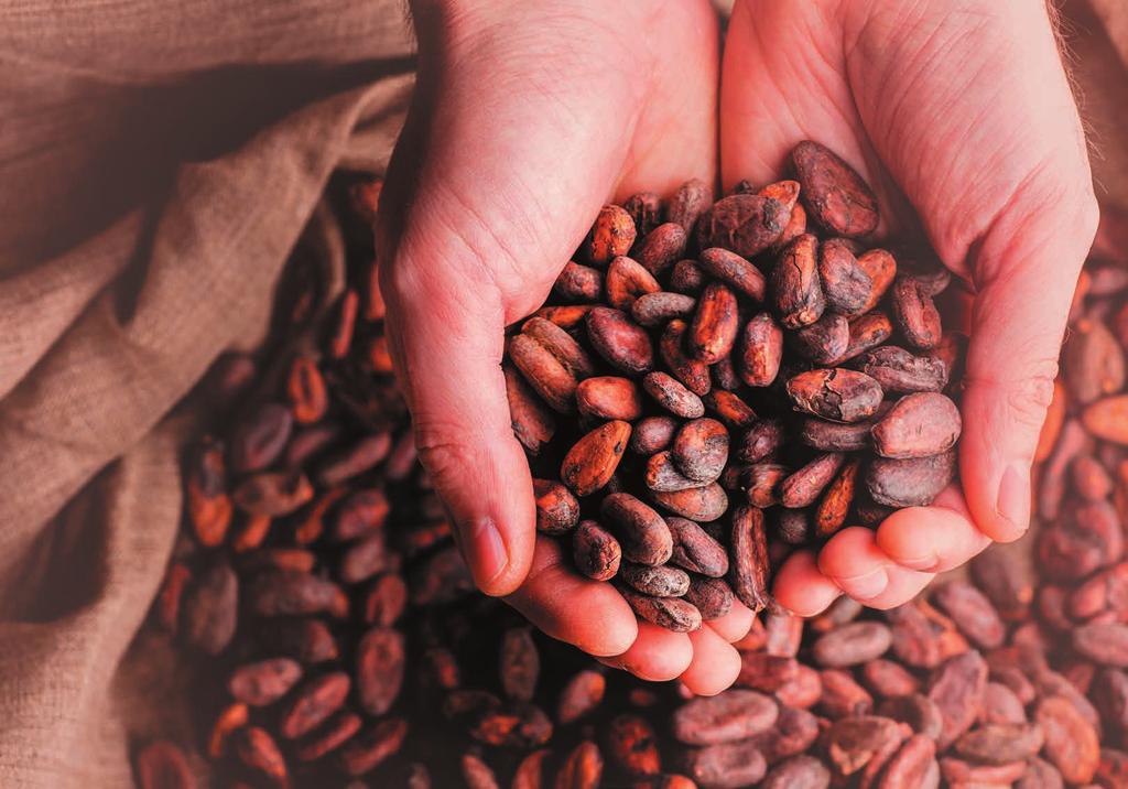 Cacao cocoa Una prelibata miscela di pregiate fave di cacao selezionate dalle