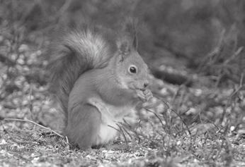 naturali, sono suddivise in alcuni gruppi. Le.