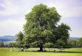 qualche albero di castagno.