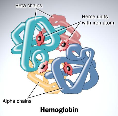 1. Che cos è l emoglobina Il pigmento rosso trasportatore di ossigeno presente negli eritrociti dei vertebrati si chiama emoglobina ed è una proteina coniugata del peso molecolare di 64.450 Dalton.