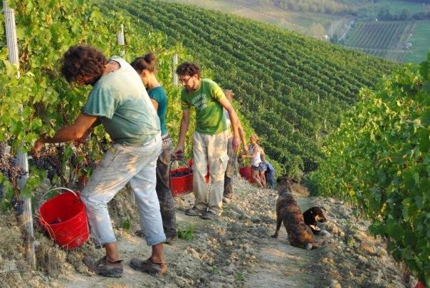 Osservazione e visita in campo delle attività agricole: l orto, la vigna, i cereali, i campi e il bosco dando particolare rilevanza alle modalità di produzione biologica.