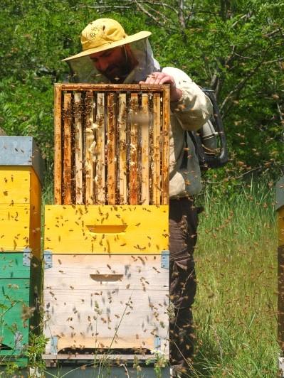 Il mondo delle API: le custodi degli agroecosistemi "Se un giorno le api dovessero scomparire, all'uomo resterebbero soltanto quattro anni di vita" A.