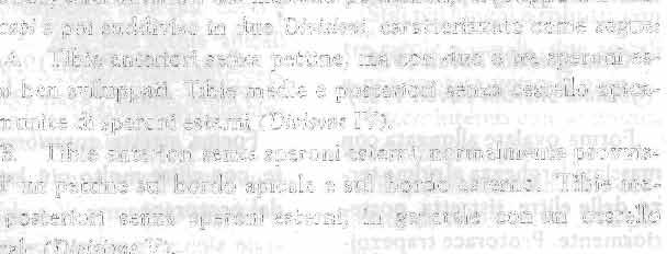 gracili, lunghe e strette) e del gruppo dei Bracbiscapi (primo articolo delle antenne piir corto del secondo; tarsi anteriori