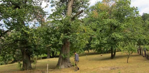 Un nuovo libro sul cancro corticale del castagno in Slovacchia A new book on chestnut blight in Slovakia La maggior parte dei castagneti in Slovacchia è interessata da cancro corticale da