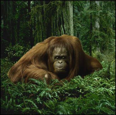 Frank Horvat: Bestiario, al MAMM di Anna Zaitseva da https://mamm-mdf.ru/ Frank Horvat. Orangutan.