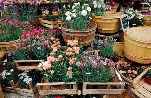 Com è noto la Mostra Mercato di fiori (i cui proventi sono destinati al verde cittadino), sboccia da ventiquattro anni in piena primavera, ma causa emergenza Covid, è stata posticipata.