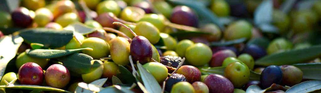 Olive Pomace Oil - Olio di