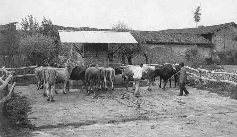 La civiltà dell acqua nel Lodigiano 11 L acqua nelle cascine era insostituibile, soprattutto per dissetare il bestiame che, nell immagine scattata ai primi del Novecento, è stato condotto da tre