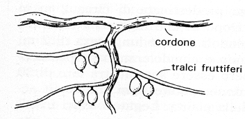 Evitate di anulare piante in deboli condizioni e non tagliate troppo profondamente, poiché i vasi linfatici (cambio), che si trovano appena sotto la corteccia, sono estremamente sottili.