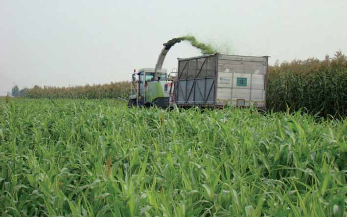 za, la Cooperativa Agroenergetica Territoriale (Cat) di Corregggio (RE), l azienda a- gricola Mengoli di Villanova di Castenaso (BO) e il Consorzio Agrienergy di San Pietro in Campiano (RA).