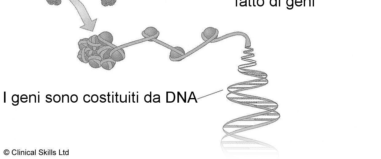 Finanze Figura 1: Geni, Cromosomi e DNA 3 Vivere con una malattia genetica può essere difficile dal punto di vista finanziario.