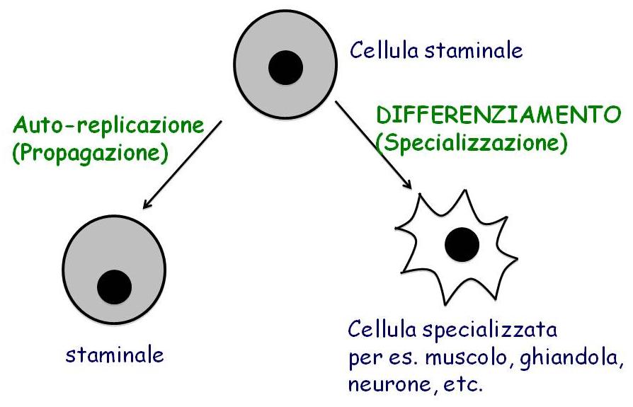 Le cellule staminali adulte: le staminali presenti in ognuno di noi.