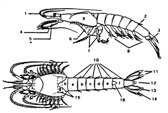 Figura 1: Visione laterale e dorsale di un misidaceo (modificata da US EPA, 1991).