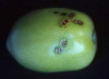 Scortichini, da www.atlasplantpathogenicbacteria.it) Fig. 46 - Frutti con tacche scure depresse circondate da alone acquoso determinate da maculatura batterica (foto M. Scortichini, da www.