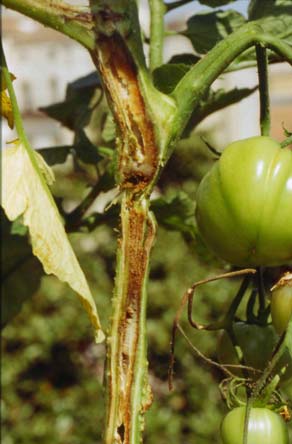 Sugli steli compaiono striature longitudinali scure e depresse Fig. 48 - Ingiallimento ed appassimento delle foglie apicali di pianta affetta da necrosi del midollo Fig.