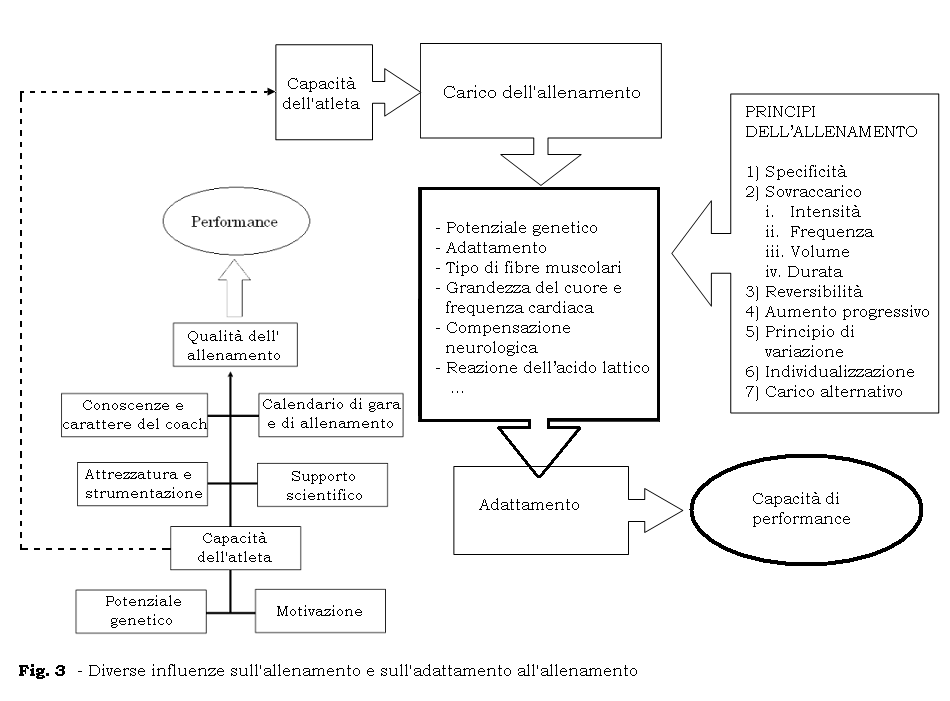 Principi di Allenamento e di Adattamento: Indipendentemente da quanto un atleta sia geneticamente dotato o meno, l allenamento è il prerequisito più importante per poter sviluppare al meglio il