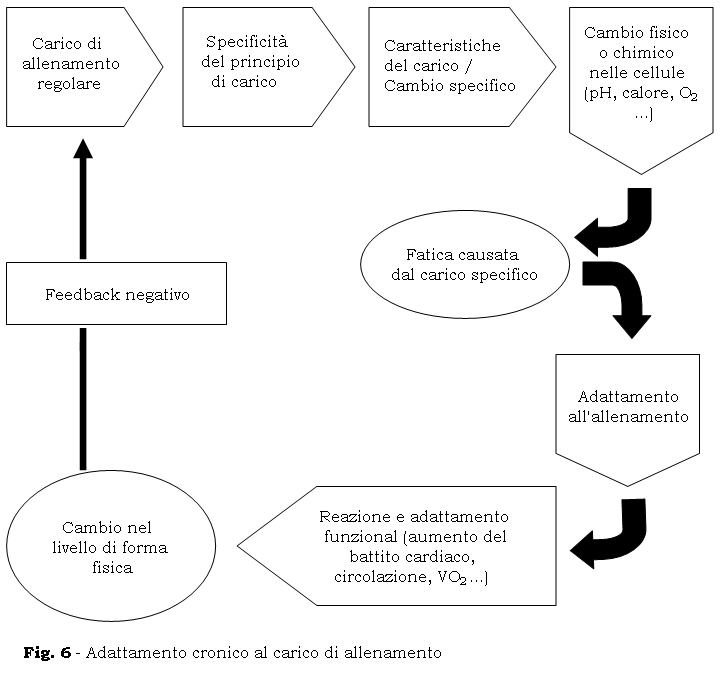 carico fatica) e la quantità di adattamento all allenamento è specifico da individuo a individuo.