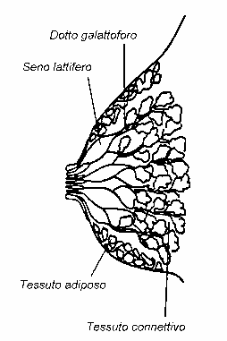 Come funziona l allattamento al seno La mammella è una struttura complessa costituita di tessuto ghiandolare circondato da tessuto connettivo e tessuto adiposo.