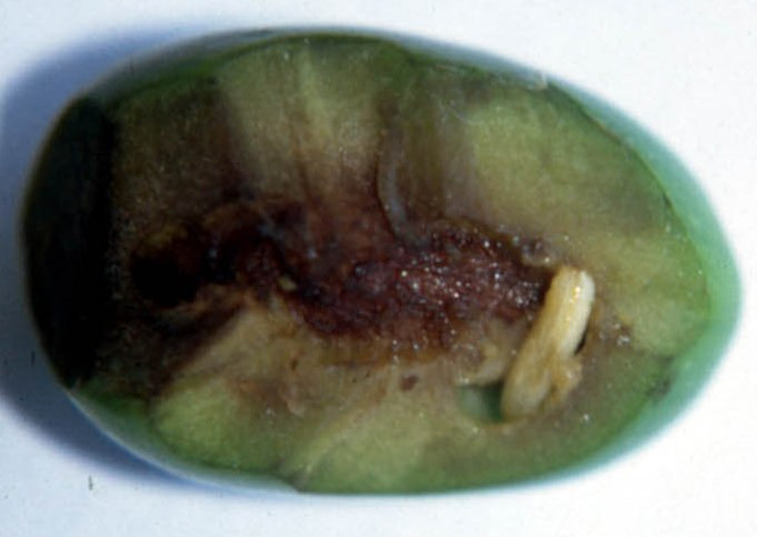Larva matura (Fig. 3) Allungata, subconica, anteriormente appuntita, di colore biancogiallastro, lunga mm 6-7.