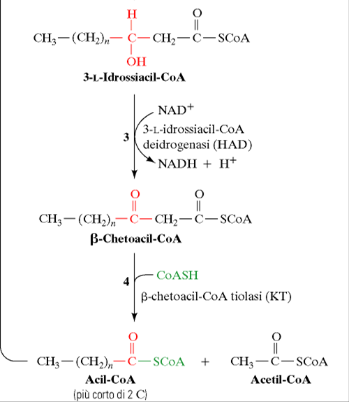 Ossidazione del Cβ per mezzo della β-idrossiacil-coa deidrogenasi NADdipendente. Si forma NADH. al Complesso I α CoASH Il Cα si trova fra 2 gruppi C = O, ciò rende meno stabili i legami C-C del Cα.