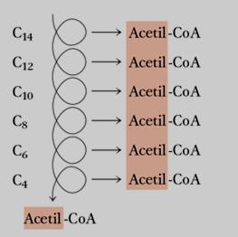 C 16 Per ossidare completamente una molecola di palmitato (16 atomi di C) occorrono 7 cicli di β- ossidazione e sono rilasciate 8 molecole di Acetil- CoA.