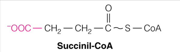Propionil-CoA carbossilasi + biotina