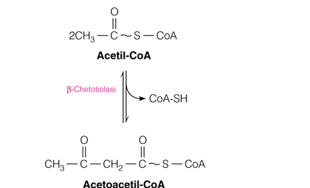 Acetil-CoA è rilasciato