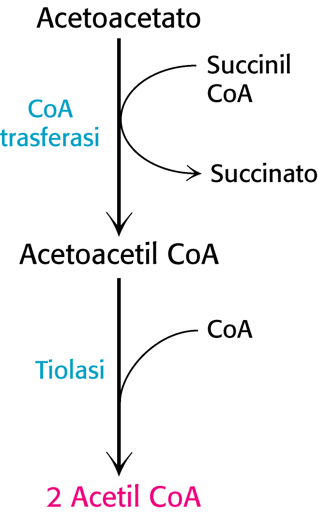 Acetoacetato e idrossibutirrato entrano nei mitocondri delle cellule che li utilizzano, dove vengono convertiti in